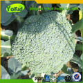 Hot Sale China Cleaning Fresh Broccoli Green With Lower Price